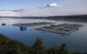 Foto Web Salvemos la Patagonia